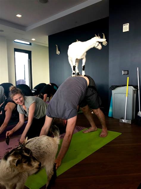 goat yoga nashville